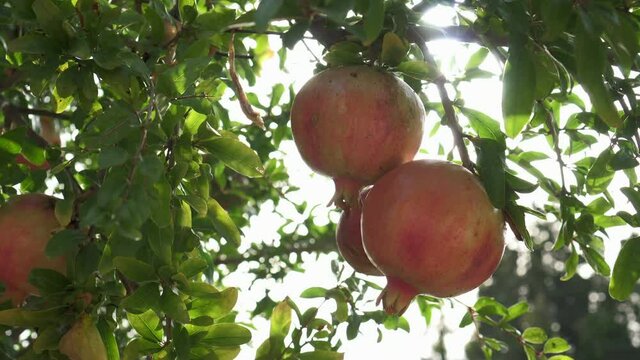 Frutos de granada en un &aacute;rbol granado en un d&iacute;a soleado en el campo 4K