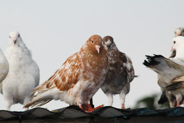 group of birds in flight