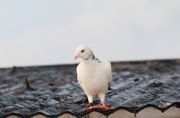 white dove on the ground