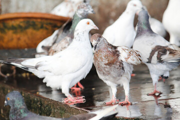 pigeons on the street