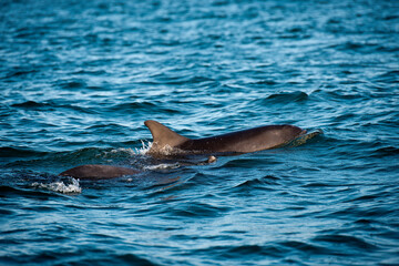 Großer Tümmler, Delfine in freier Wildbahn © Tim HvW