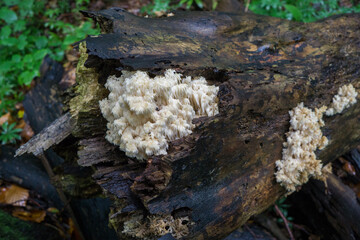 Mushrooms and moss on the trunk of an old dead tree