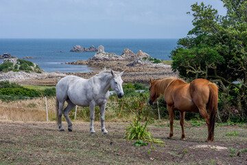 White and brown horse on the beach