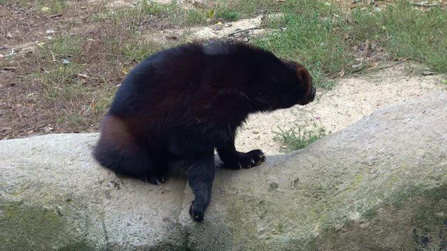Wolverine close up portrait while drinking. (Gulo gulo)