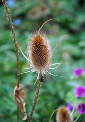Seed head or comb of wild teasel or fuller's teasel (Dipsacus fullonum or Dipsacus sylvestris)