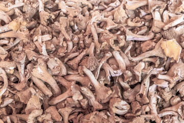 Girolles