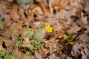Isolated yellow flower against autumn season
