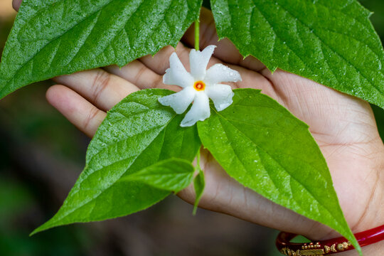 Night-flowering jasmine, Shiuli flower flowering Texture Background