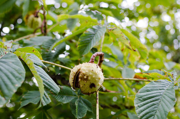 Close up chestnut opening in autumn with blurred background