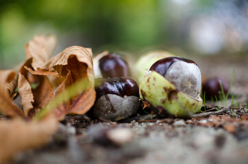 Close up chestnut opening in autumn with blurred background