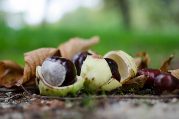 Close up chestnut opening in autumn with blurred background