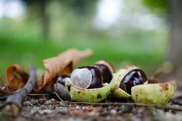Close up chestnut opening in autumn with blurred background