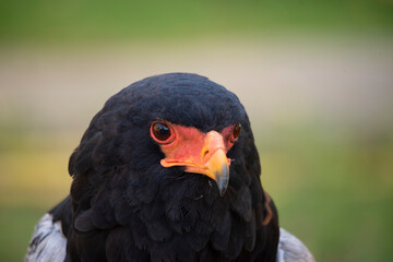 Close-up photo of the head of a Flying Eagle in pos