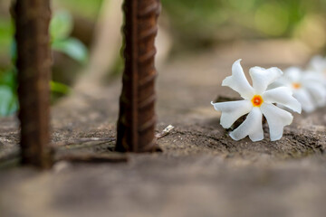 Night-flowering jasmine, Shiuli flower flowering Texture Background