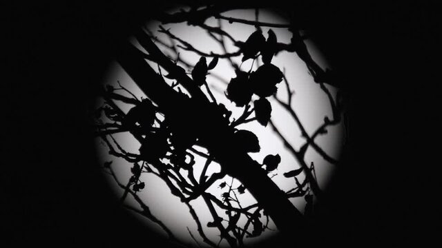 Spooky Halloween Full Moon Time-Lapse. Full Moon With The Silhouettes Of Twigs And Creeping Bugs In The Foreground. Telephoto Lens. 