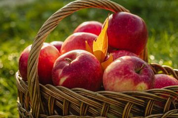 A full basket of red autumn apples in warm evening lighting on a blurry background. Autumn harvest of apples.