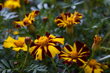 Autumn wildflowers in the garden