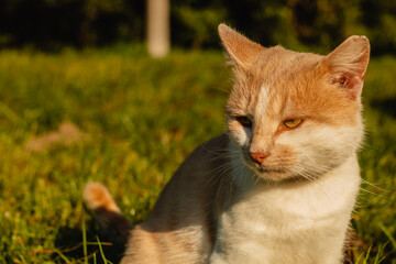 A white-orange cat sits outside on a blurry green background on a sunny day.