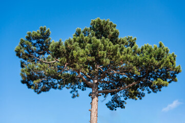 Pine on the background of blue sky