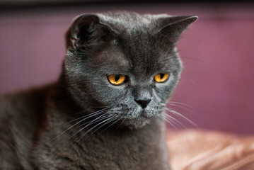 a gray cat of British or Scottish breed lies on the bed