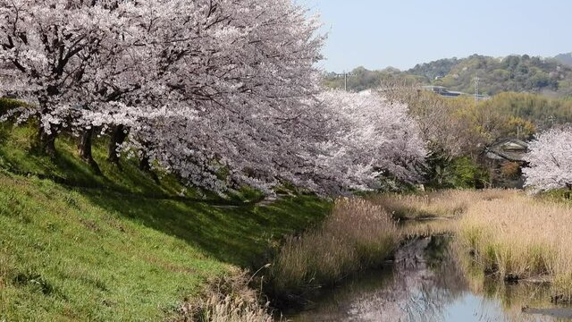 水路の芦原と、桜並木（4K映像）