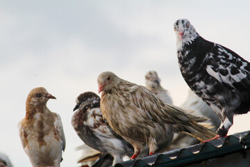 Obraz premium pigeons on the roof