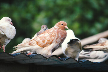 bird of prey