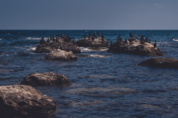 Flock of cormorants on the seashore