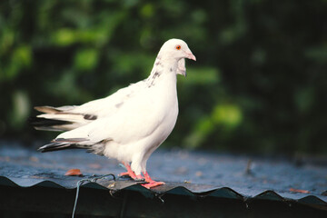 white dove on the ground
