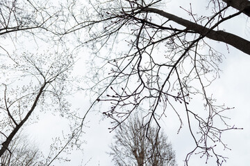 tree branches silhouette against sky