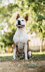 Vertical portrait of a dog sitting with an attentive expression outdoors