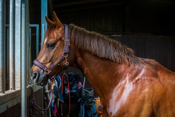 Obraz premium portrait of a brown horse