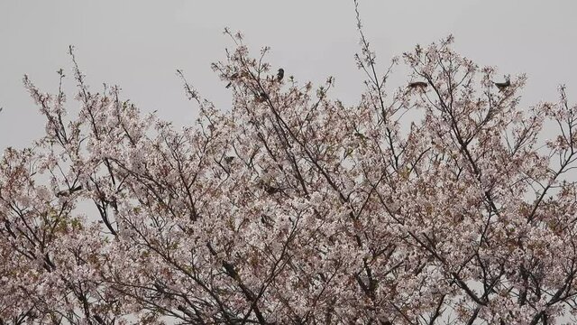 満開の桜とヒヨドリ（4K映像）