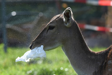 Reh frisst Papiertüre, Umwelt