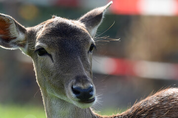 Obraz premium Reh, Damwild