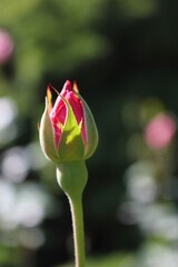 pink rose bud