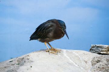 green heron