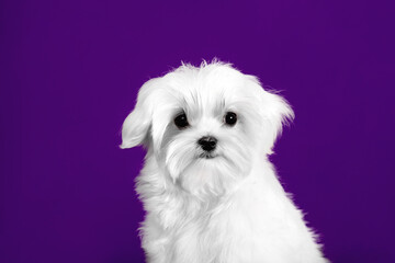 Beautiful small dog Maltese breed on the background