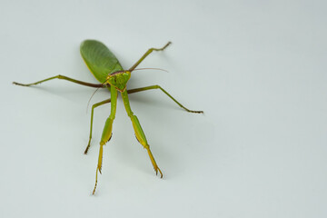 A large green mantis on a white background. Selective focus. The concept of wild insects.