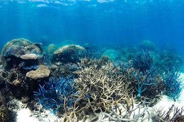 Beautiful and colorful coral reef photos taken under water at the Great Barrier Reef, Cairns, Queensland Australia