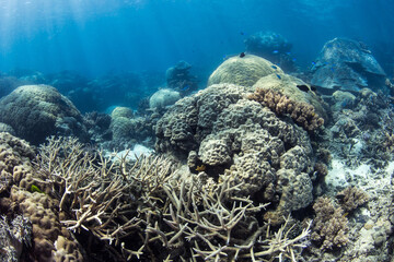 Beautiful and colorful coral reef photos taken under water at the Great Barrier Reef, Cairns, Queensland Australia