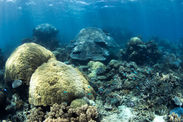 Beautiful and colorful coral reef photos taken under water at the Great Barrier Reef, Cairns, Queensland Australia