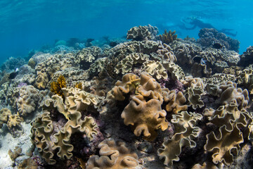 Beautiful and colorful coral reef photos taken under water at the Great Barrier Reef, Cairns, Queensland Australia