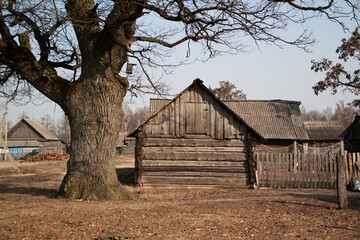 old house with huge oak in the village