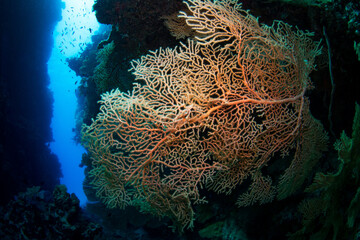 Fototapeta na wymiar Beautiful and colorful coral reef photos taken under water at the Great Barrier Reef, Cairns, Queensland Australia