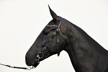 Black akhal teke horse portrait