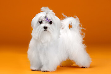 Small white dog of breed maltese in a photo studio