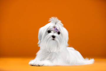 Small white dog of breed maltese in a photo studio