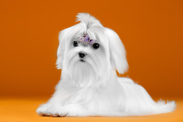 Small white dog of breed maltese in a photo studio