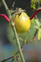 Green tomato hanging on the vine